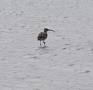 Eurasian Whimbrel