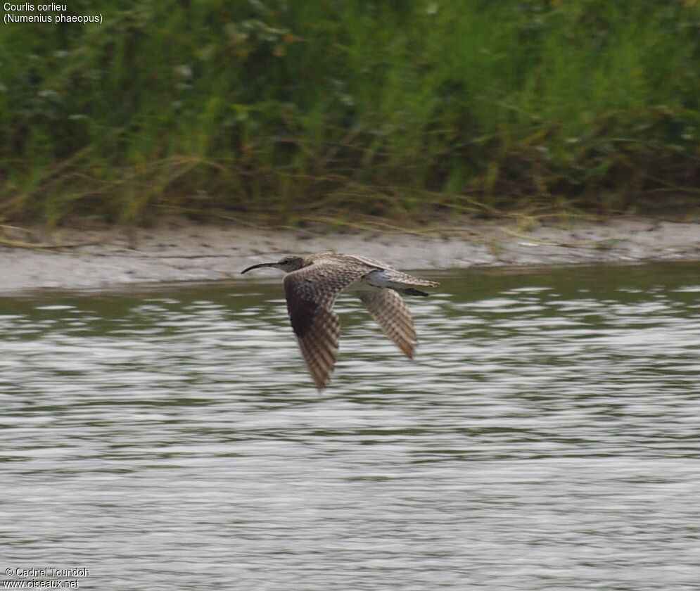 Eurasian Whimbreladult, identification