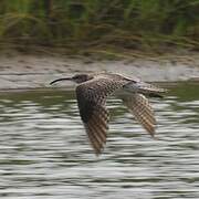 Eurasian Whimbrel