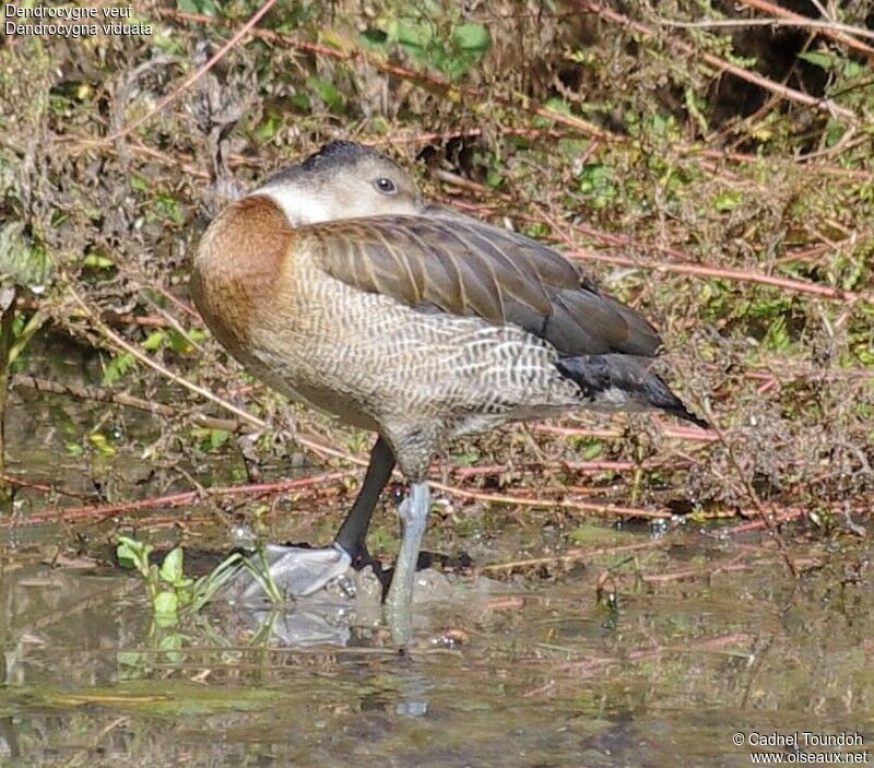 White-faced Whistling Duck