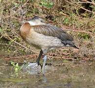 Dendrocygne veuf