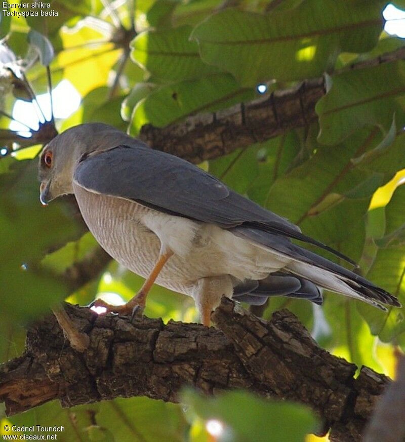 Épervier shikraadulte, identification