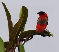 Northern Red Bishop