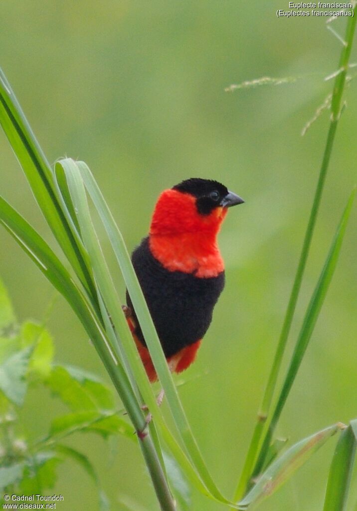 Northern Red Bishop male adult breeding, identification