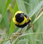 Yellow-crowned Bishop