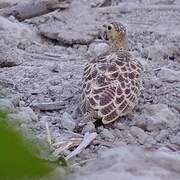 Four-banded Sandgrouse