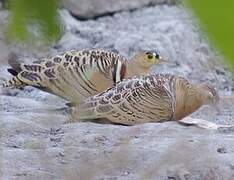 Four-banded Sandgrouse