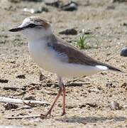 White-fronted Plover