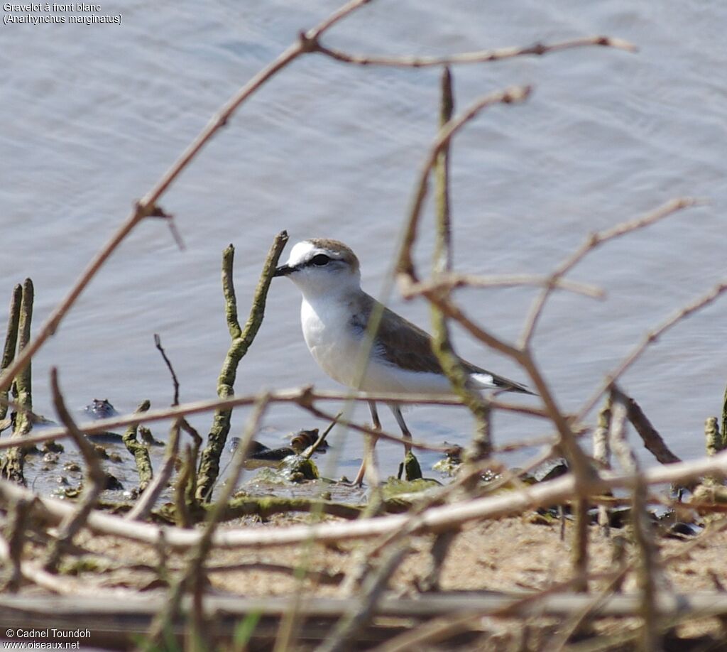 White-fronted Ploveradult post breeding, identification