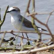 White-fronted Plover