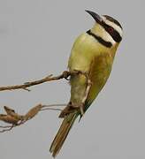 White-throated Bee-eater