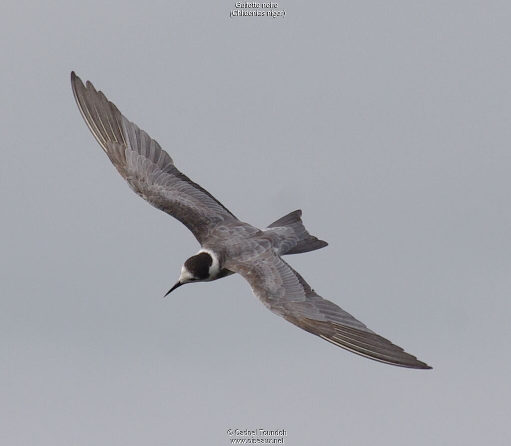 Guifette noireadulte internuptial, identification