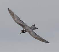 Black Tern