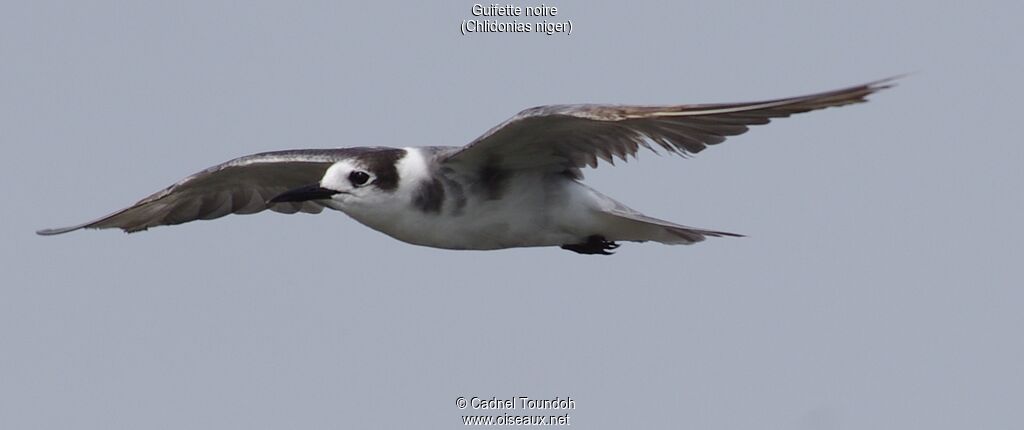 Guifette noireadulte internuptial, identification