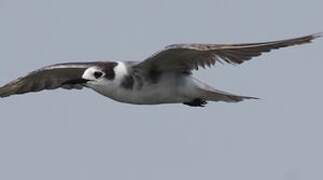 Black Tern