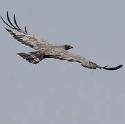 African Harrier-Hawk