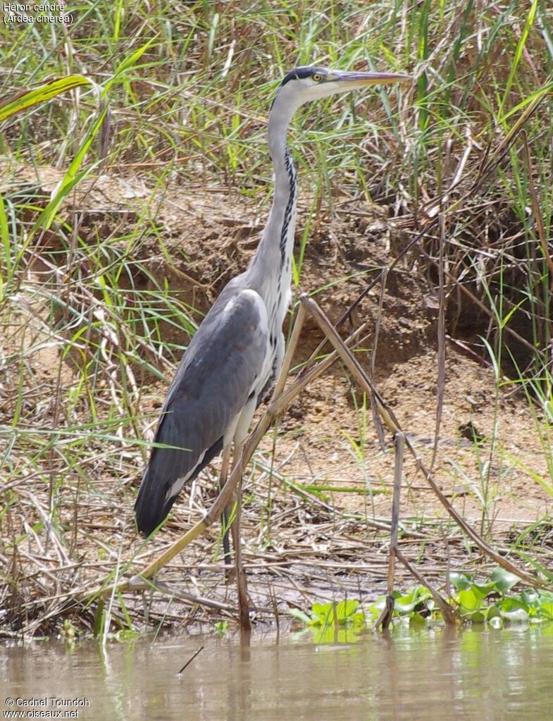 Grey Heronadult, identification