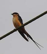 Red-breasted Swallow