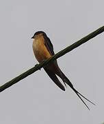 Red-breasted Swallow