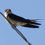 Ethiopian Swallow