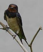 Barn Swallow