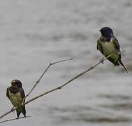 Barn Swallow