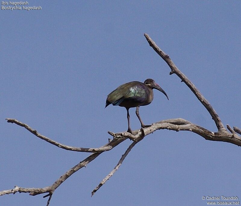 Hadada Ibisadult breeding, identification