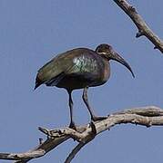 Hadada Ibis