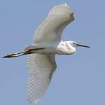 Aigrette des récifs