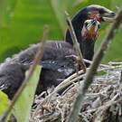 Cormoran africain