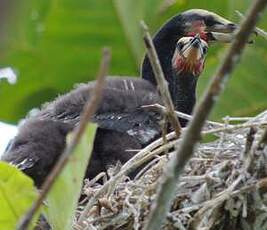 Cormoran africain