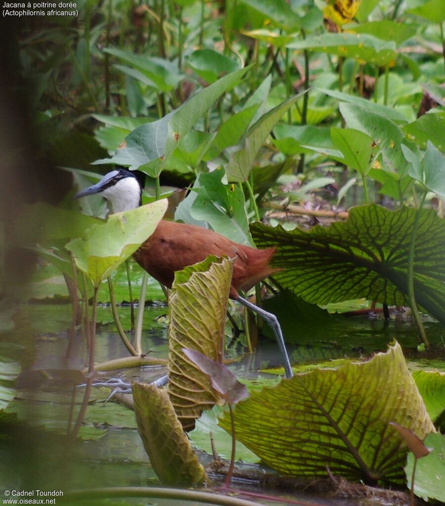 Jacana à poitrine doréeadulte, identification