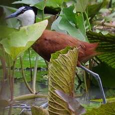 Jacana à poitrine dorée