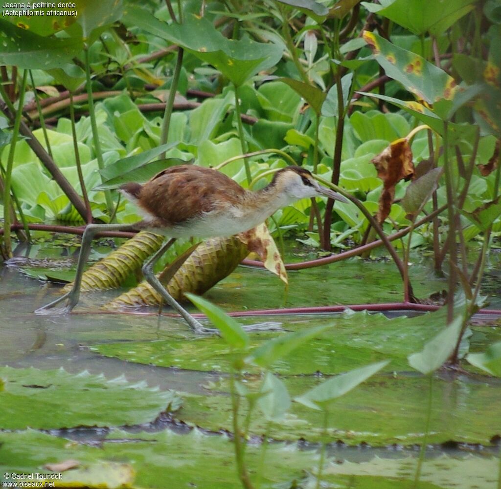 African Jacanajuvenile, identification