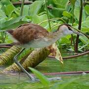 African Jacana