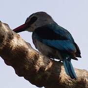 Woodland Kingfisher