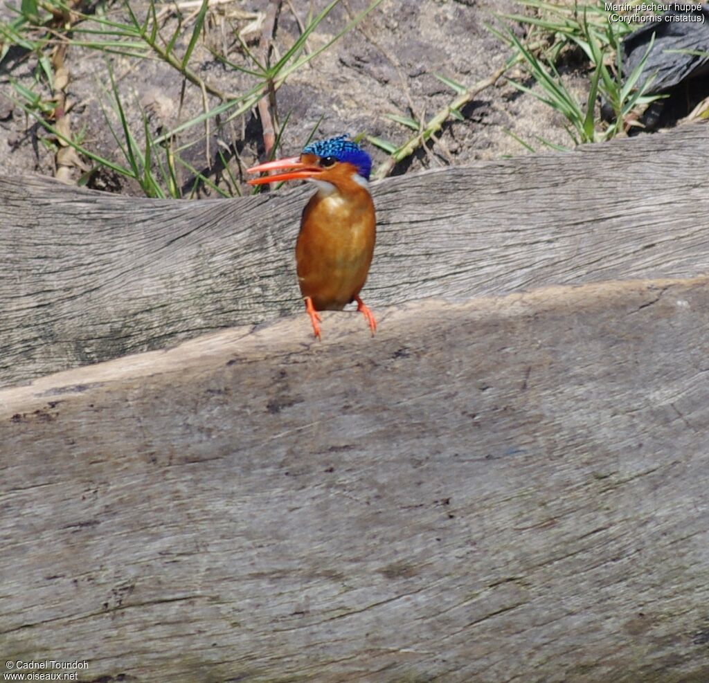 Martin-pêcheur huppéadulte, identification