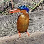 Malachite Kingfisher