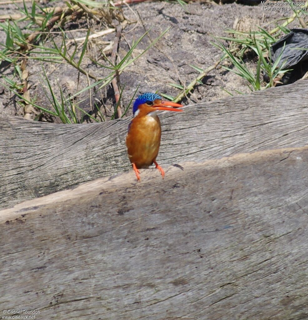 Malachite Kingfisher