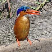 Malachite Kingfisher