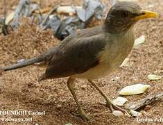 African Thrush