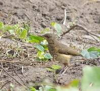 African Thrush