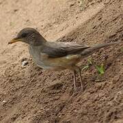 African Thrush