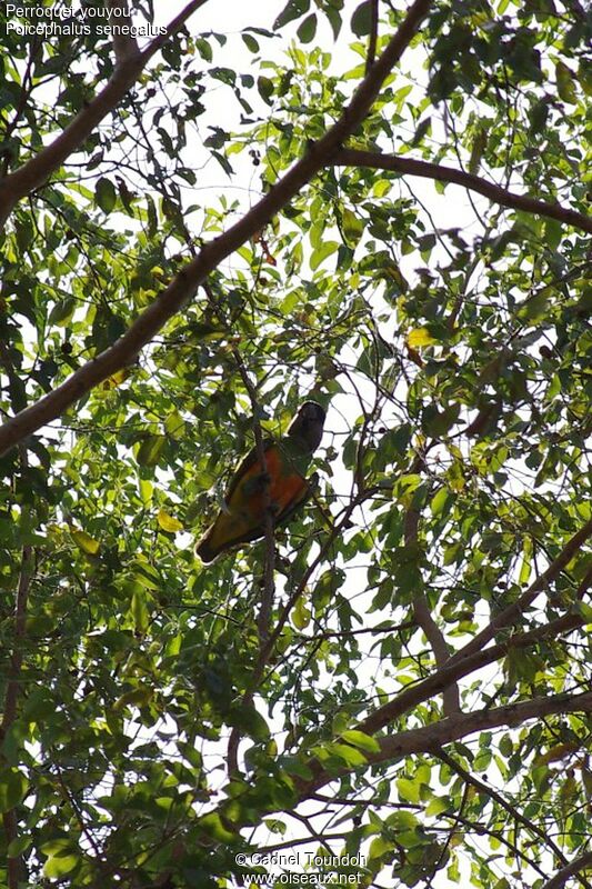 Senegal Parrotadult breeding, identification