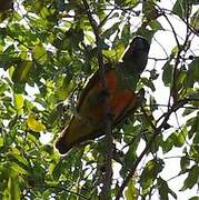 Senegal Parrot