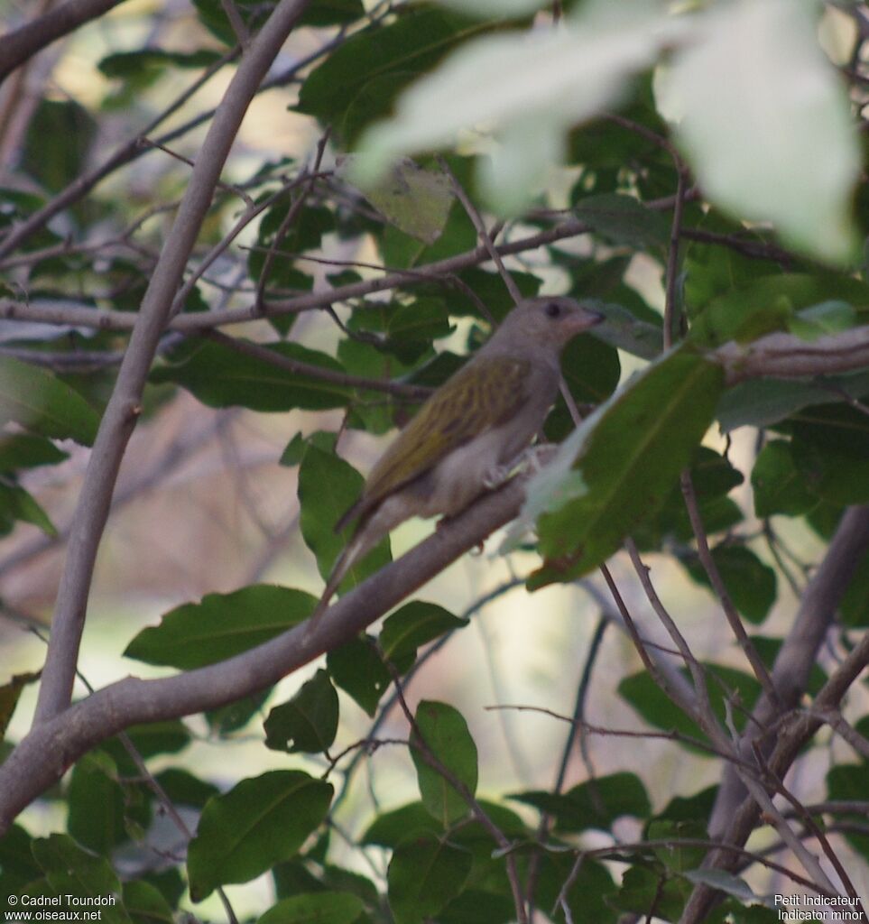 Lesser Honeyguideadult