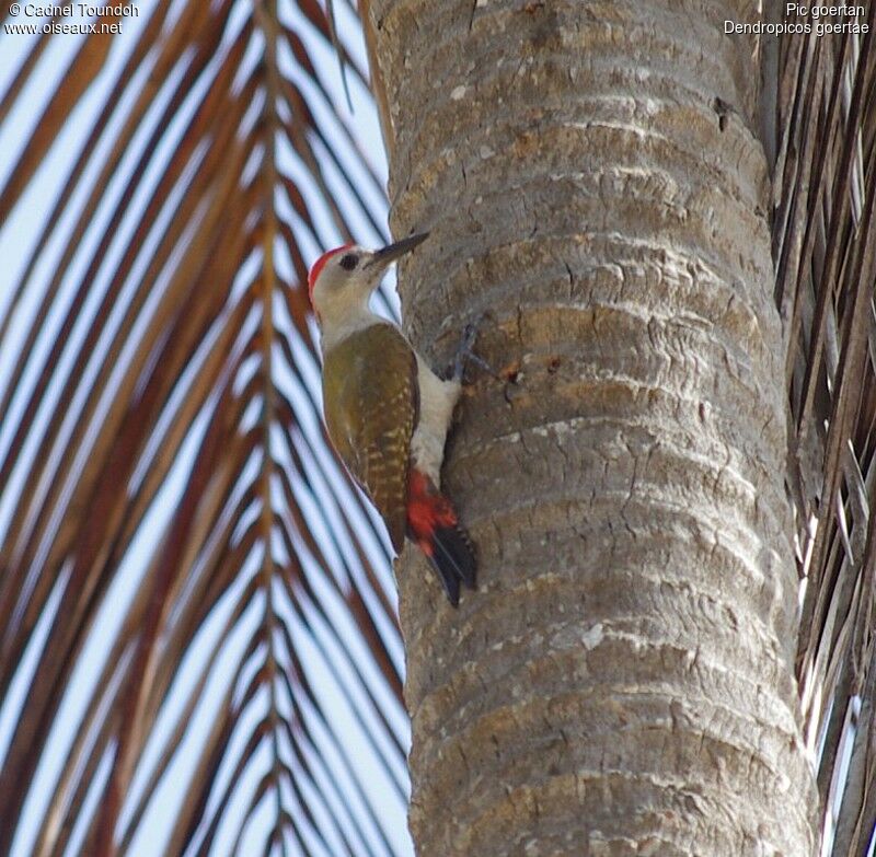 African Grey Woodpecker male adult, identification