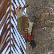 African Grey Woodpecker