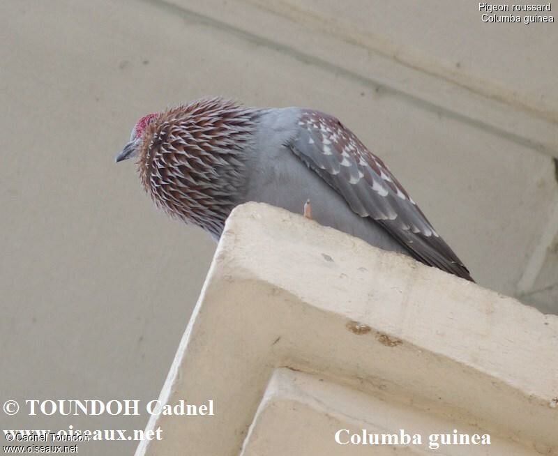 Pigeon roussard mâle adulte, identification, chant, Comportement