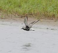 Grey Plover